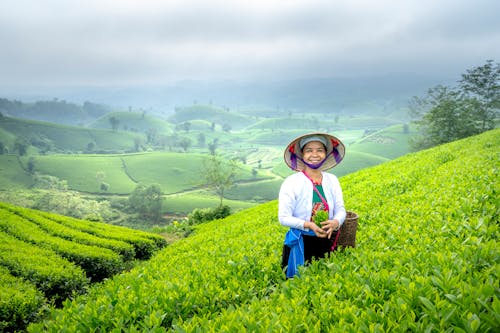 Smiling Woman Picking Tea Leaves on a Tea Plantation 