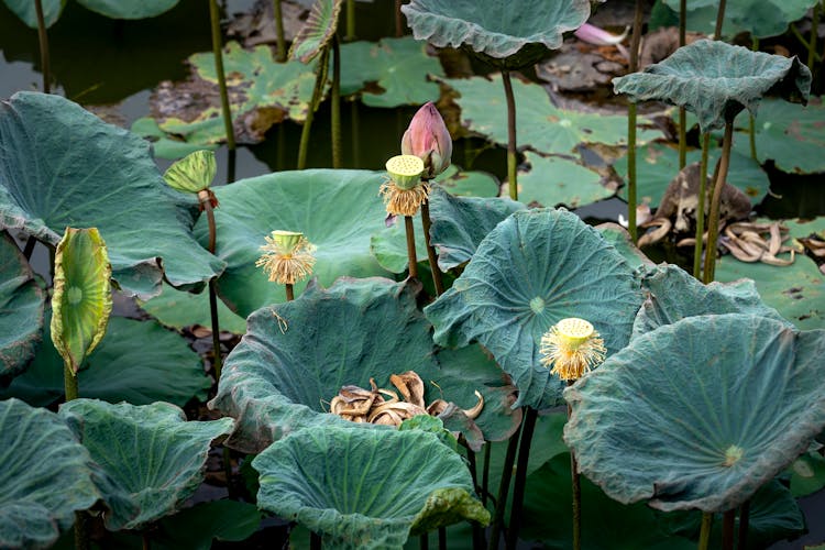 Lotus Plants Growing In Water