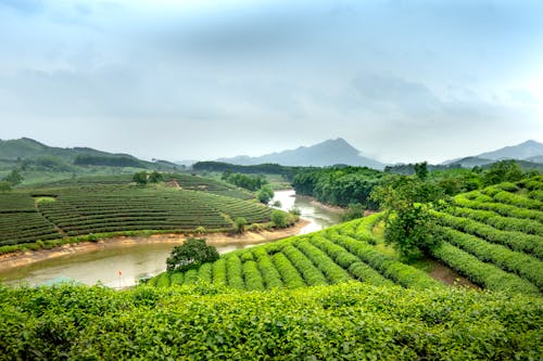 Imagine de stoc gratuită din activități agricole, agricultură, câmpuri