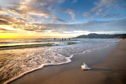 Free White Seashell on Beach Shore Stock Photo