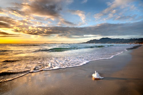 Free White Seashell on Beach Shore during Sunset Stock Photo