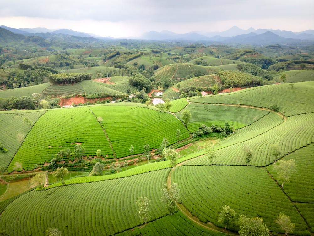 Δωρεάν στοκ φωτογραφιών με αγρόκτημα, βουνά, γεωργία