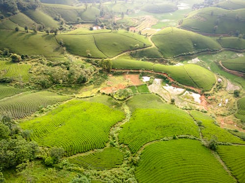 Ingyenes stockfotó dombok, farm, madártávlat témában