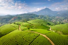 A stunning aerial view showcasing lush green tea plantations under a clear blue sky.