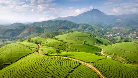 A stunning aerial view showcasing lush green tea plantations under a clear blue sky.