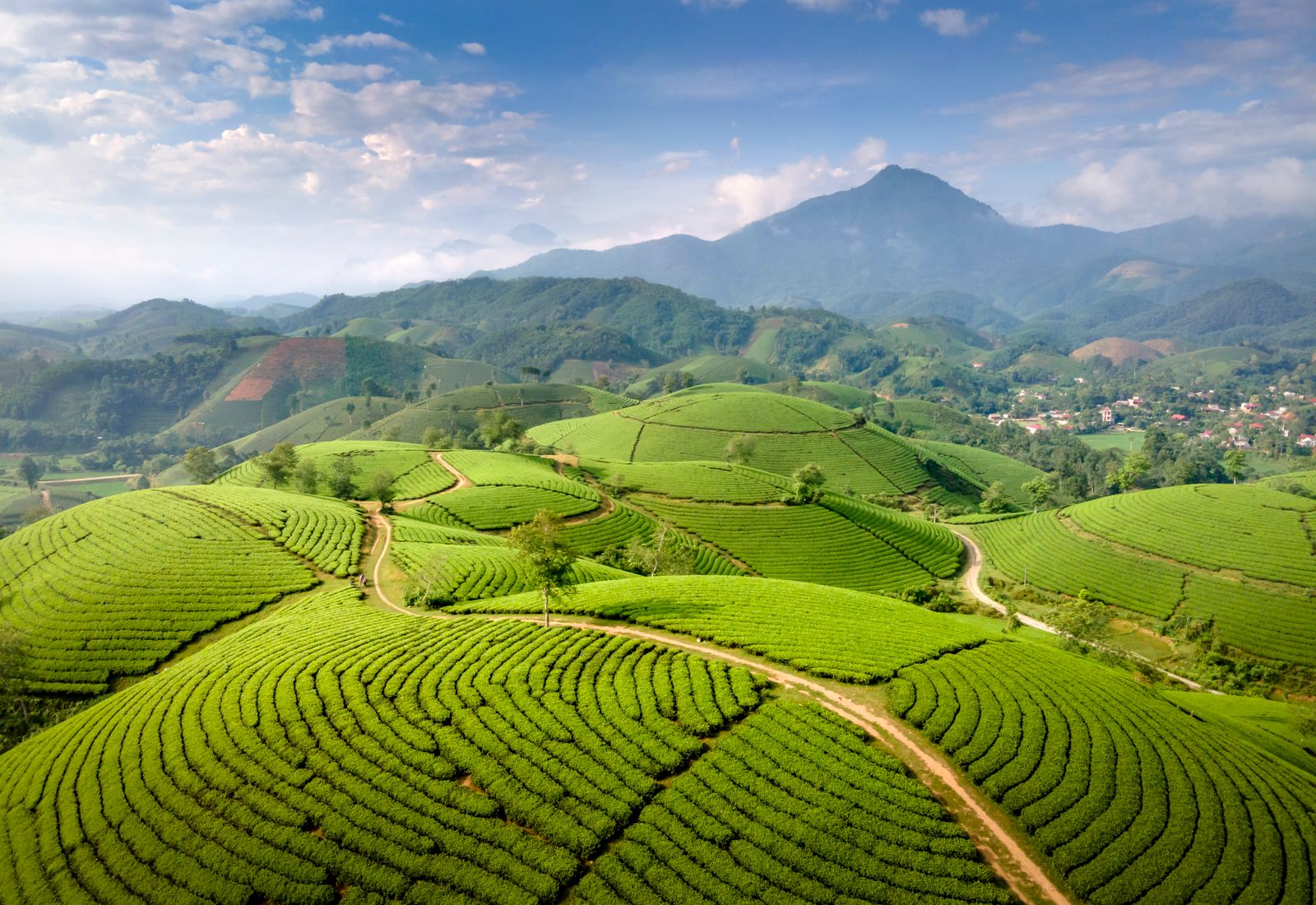 Aerial view of lush green tea plantations in Kenya under a clear blue sky