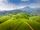 tea plantation