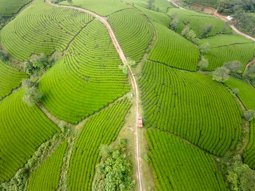 Foto d'estoc gratuïta de agricultura, camps, collites