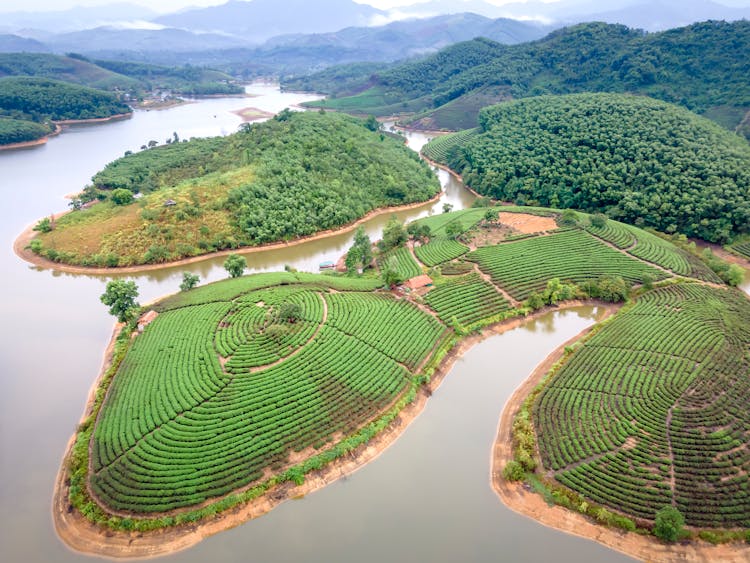 Green Plantations And Forests