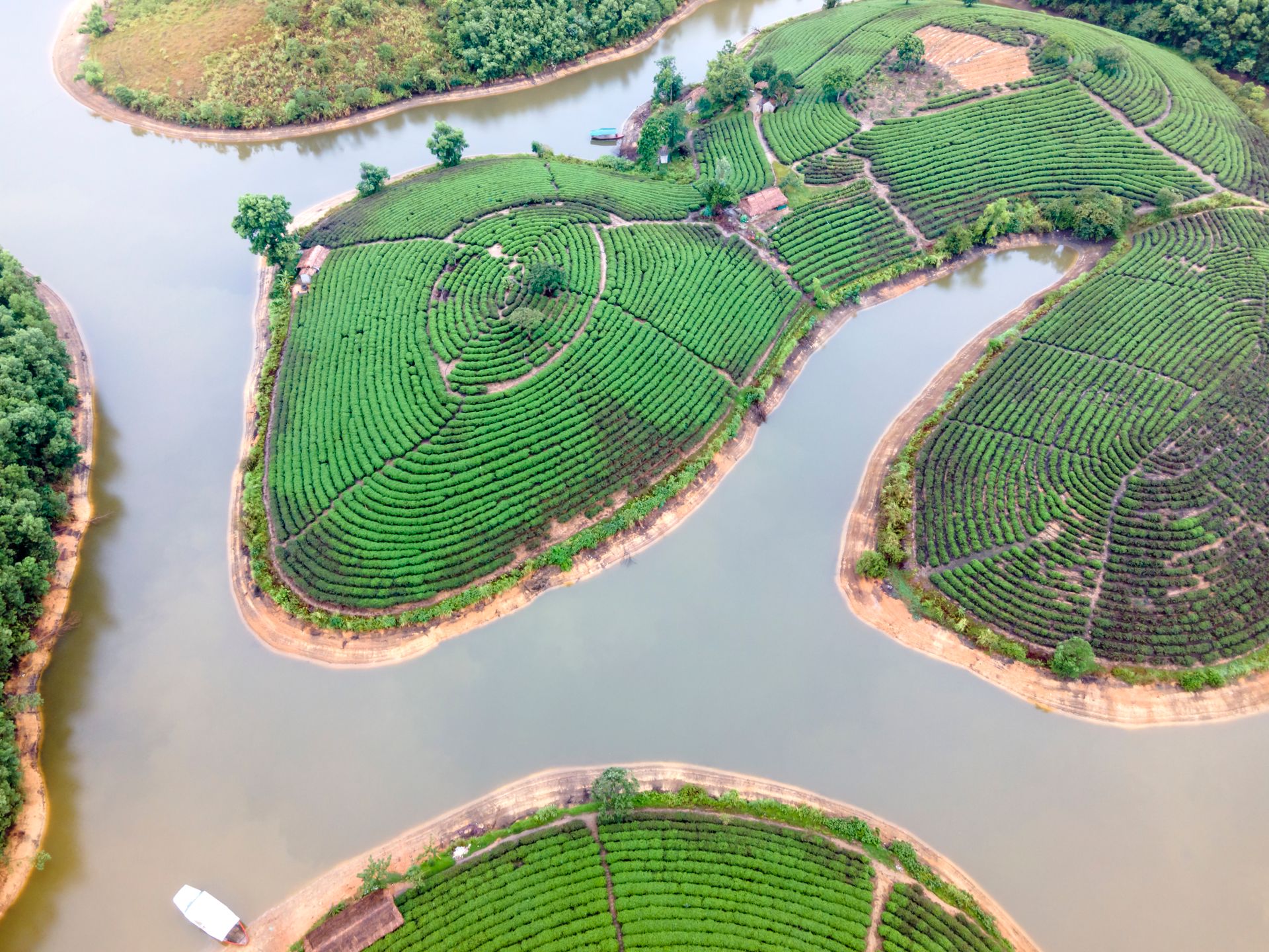 An aerial shot of vibrant green tea plantations surrounded by a winding river, creating an artistic and serene landscape.