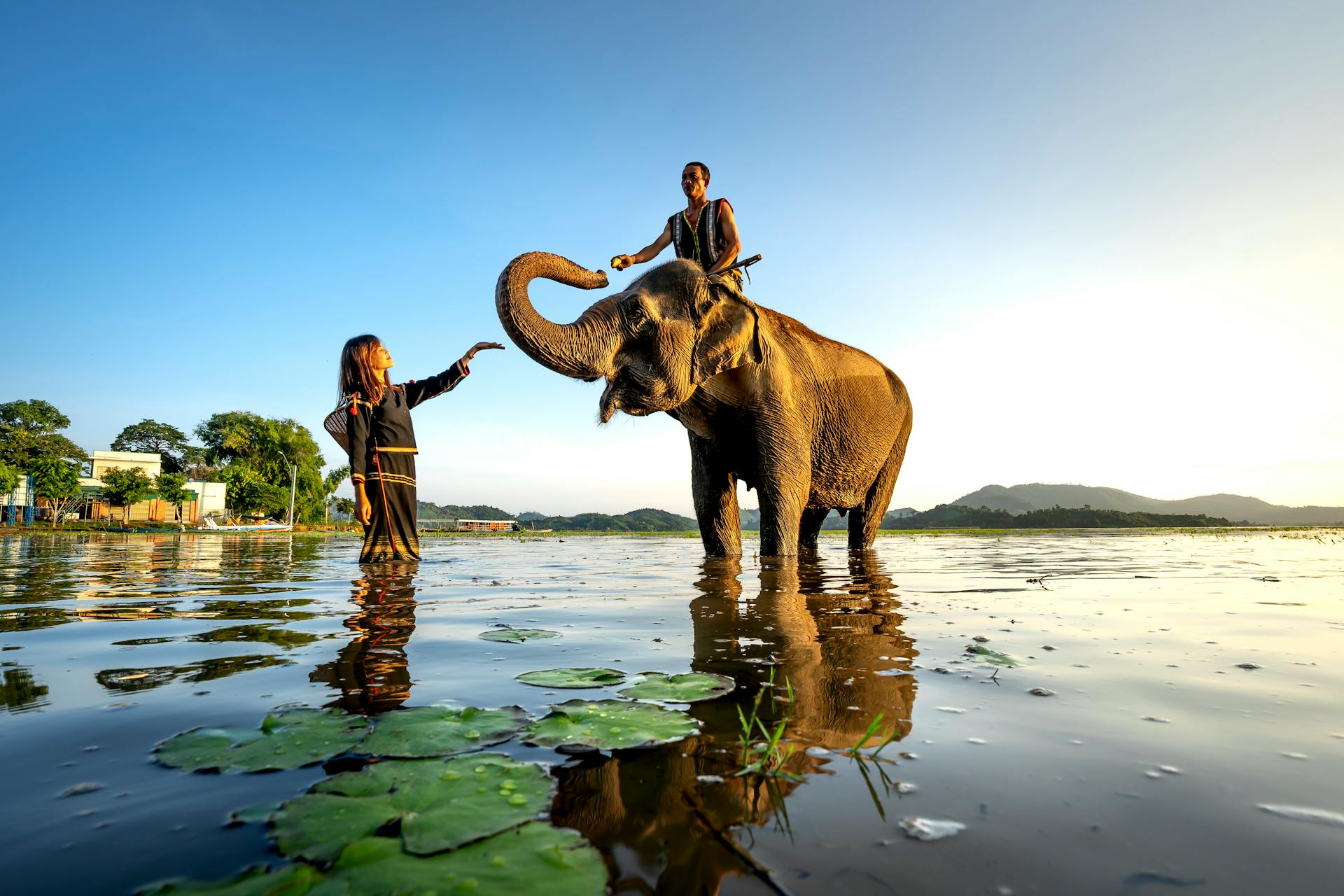 Man Riding on an Elephant