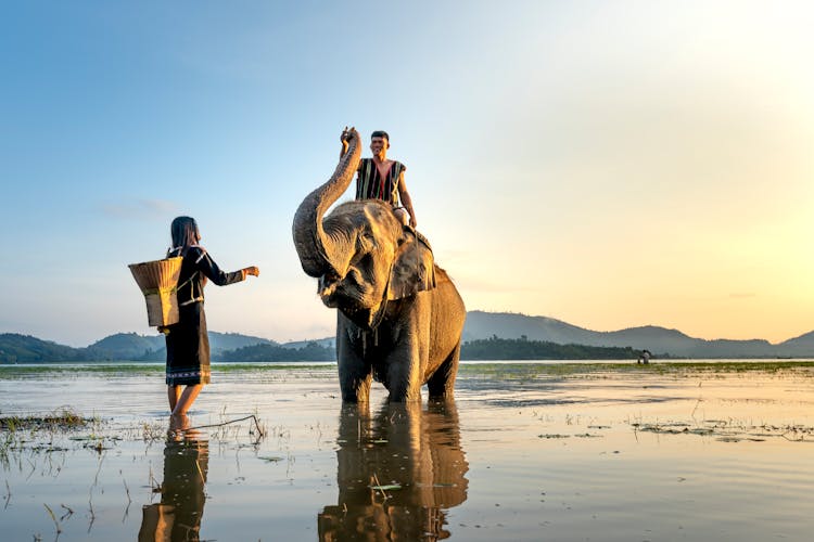 Riding Elephant On Swamp