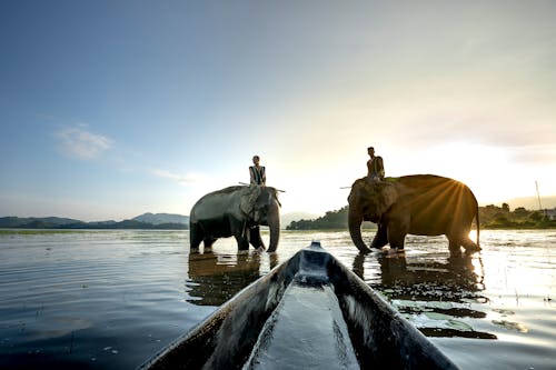 Gratis lagerfoto af blå himmel, elefant, folk