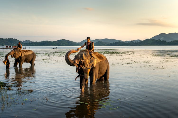 People Sitting On Elephants In Water