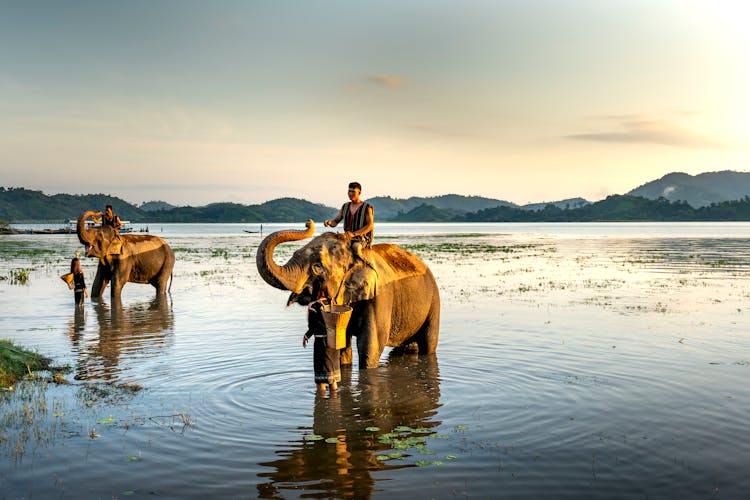 Men Riding Elephants On Body Of Water 