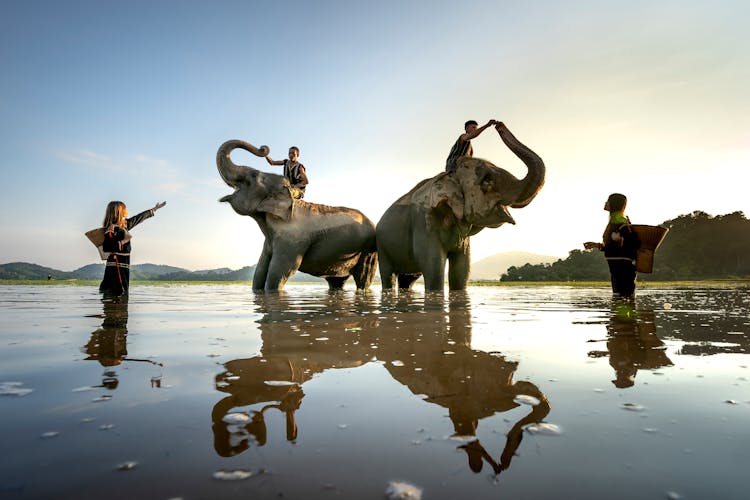 Men Riding Elephants At Sunset