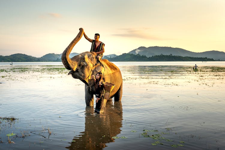 Woman Standing Beside Man Riding An Elephant 