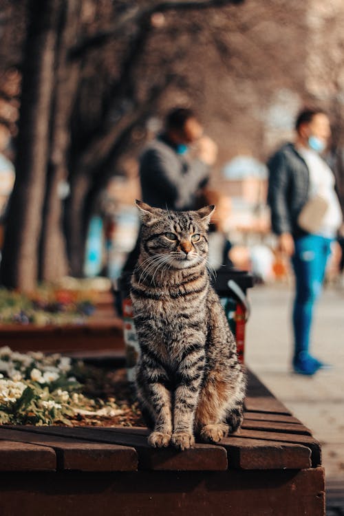 A Tabby Cat Sitting on a Concrete Bench