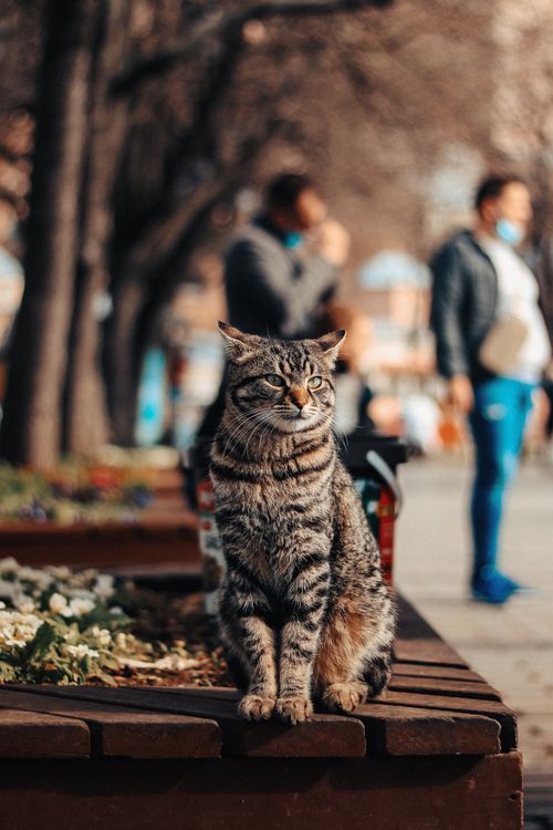 Free A serene tabby cat sits on a bench in an urban park, surrounded by blurred city life. Stock Photo