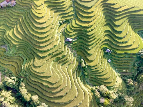 Kostenloses Stock Foto zu außerorts, bauernhof, grün