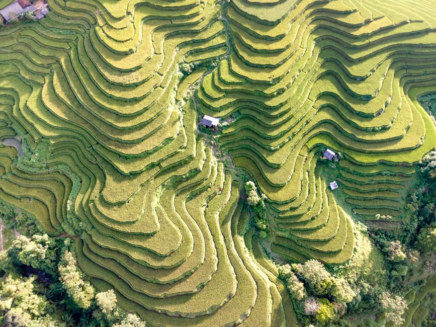 A breathtaking aerial view of lush rice terraces, showcasing nature's intricate designs.