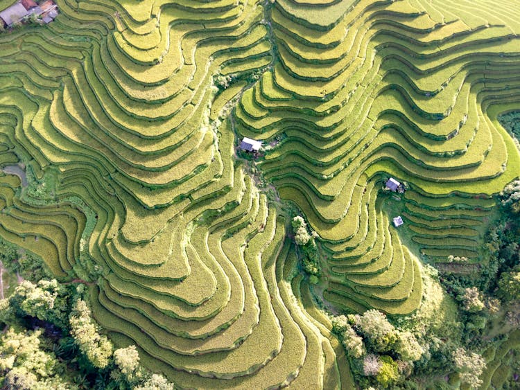 Green Agriculture Plantations