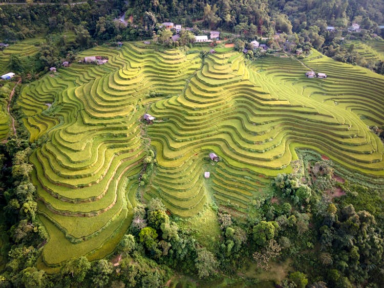 Trees Around Terraced Fields