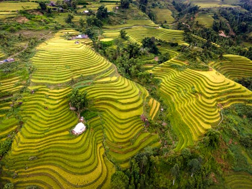Free Aerial View of the Rice Terraces Stock Photo
