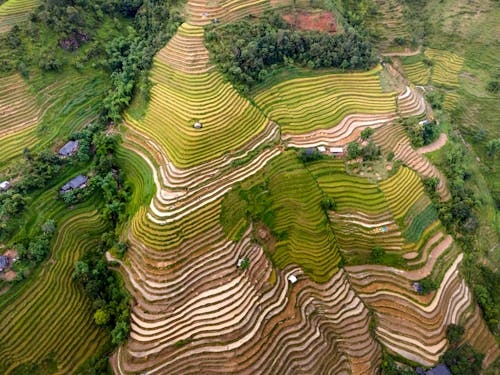 Foto stok gratis bidang bertingkat, dibudidayakan, fotografi udara