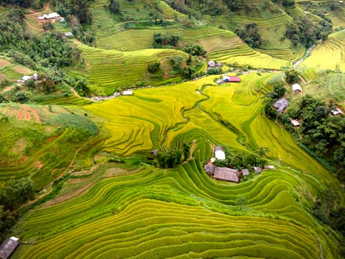 Beautiful Rice Paddies in Valley