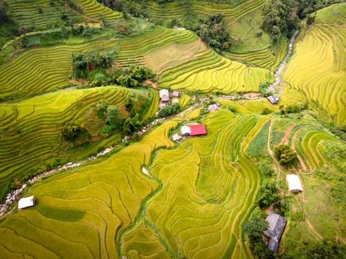 Free Stunning aerial view of lush green terraced rice fields in a rural landscape with small houses Stock Photo
