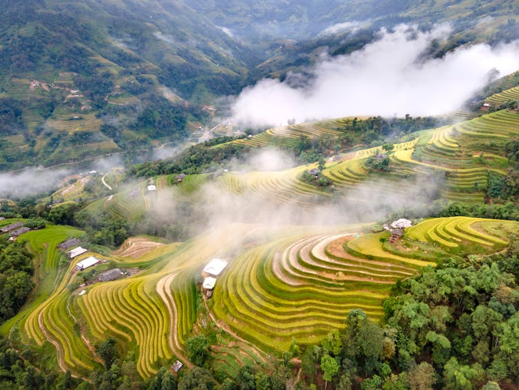 Green Plantations On Hills In Fog