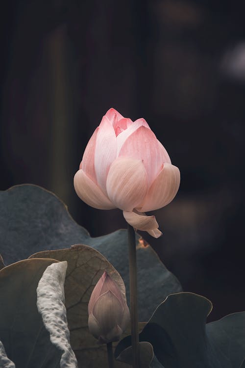 คลังภาพถ่ายฟรี ของ กลีบดอก, การเจริญเติบโต, ดอกทิวลิป
