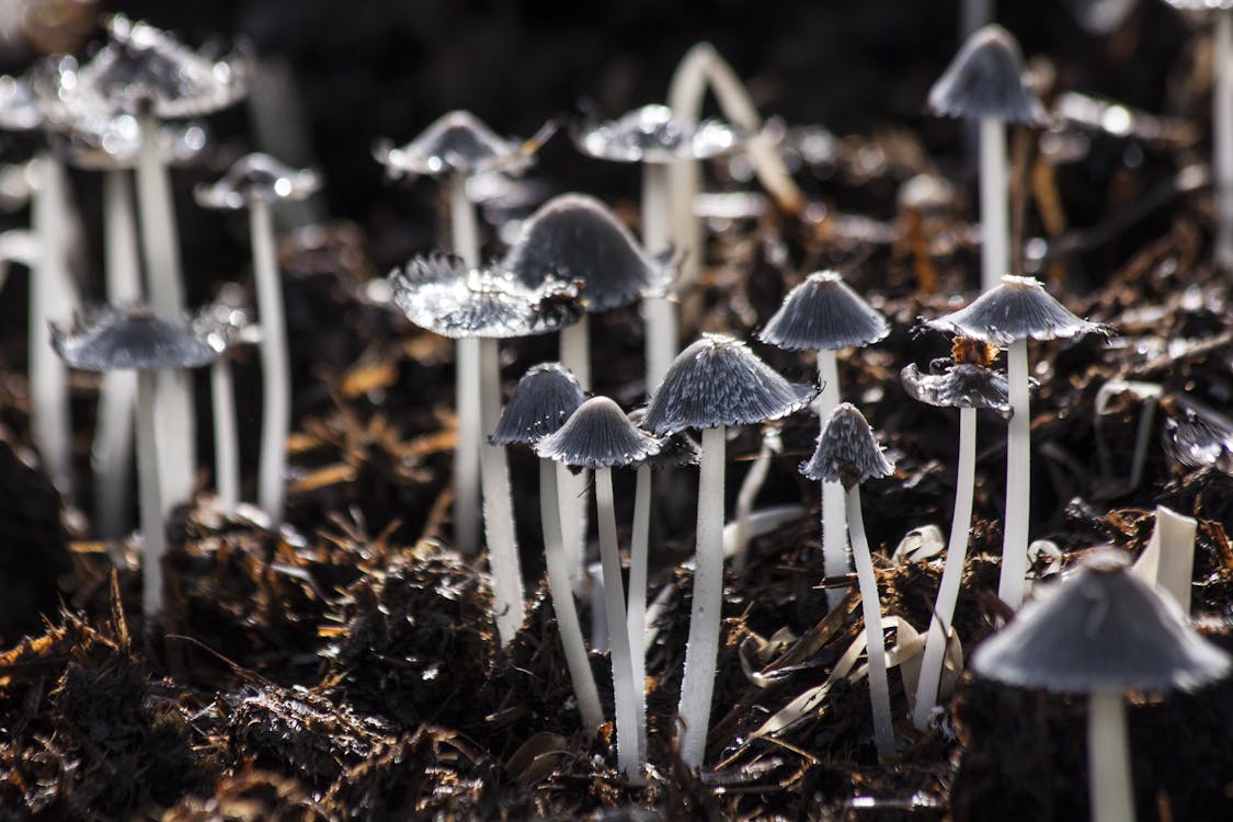 Free Grey Small Mushroom on Brown Soil Stock Photo