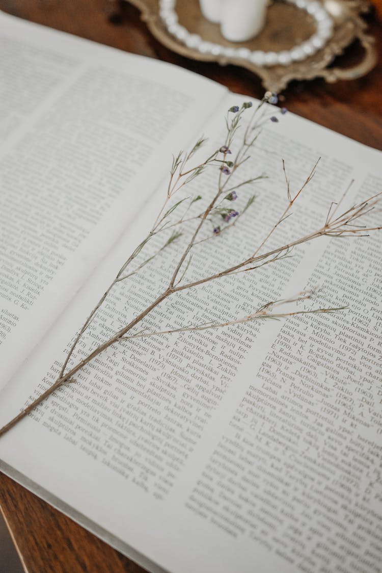 A Dried Flower On A Book Page