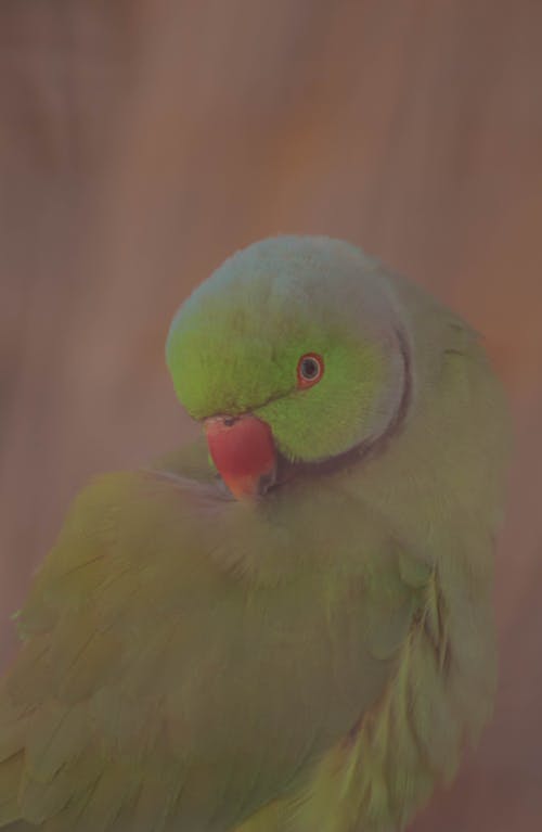 Foto profissional grátis de amante do pássaro, atraente, ave