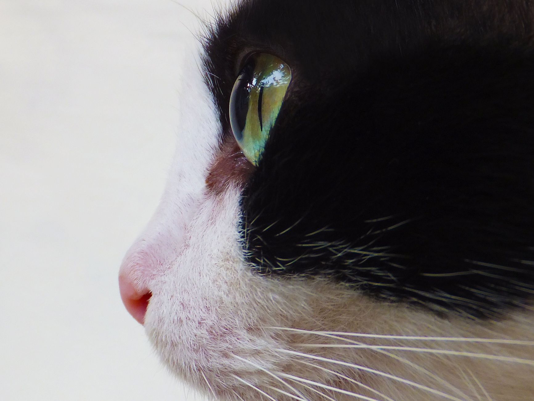 Portrait of a cat at a veterinary clinic