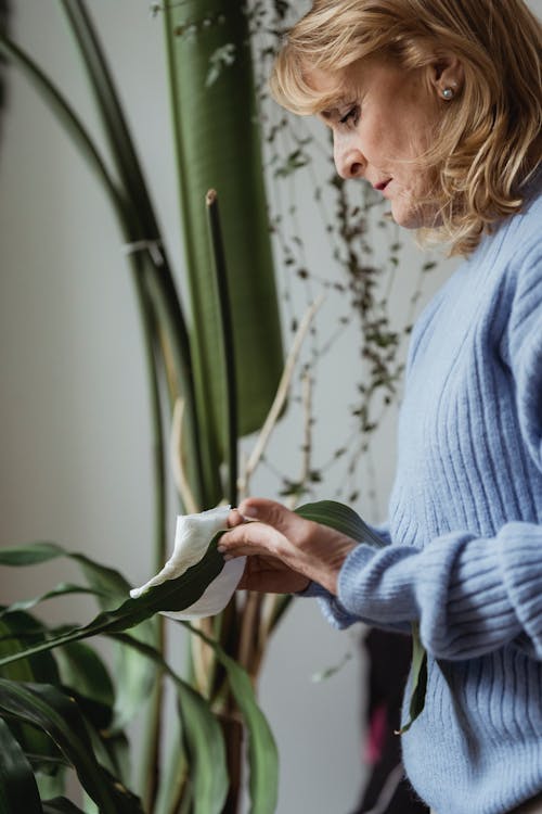 Side view of crop calm middle aged woman with blond hair in sweater cleaning green leaves of plant at home in daylight