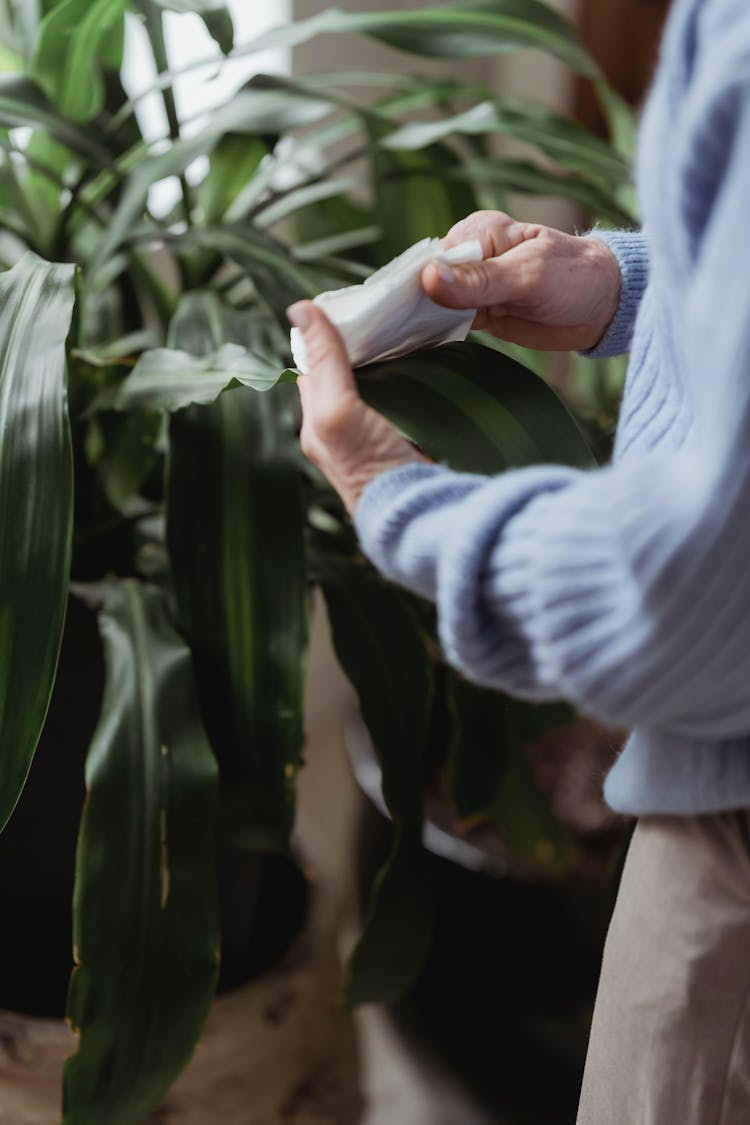 Unrecognizable Person Wiping Plant With Napkin In Room