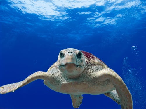 Серая и зеленая черепаха плывет по воде