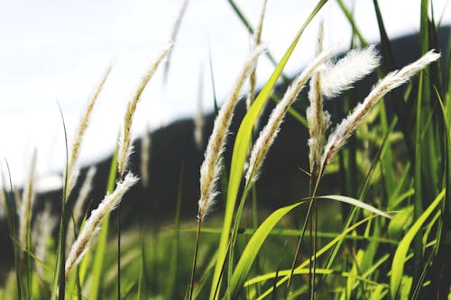 Immagine gratuita di agricoltura, azienda agricola, impianto