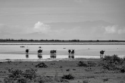 Бесплатное стоковое фото с антилопы, болотистая местность, дикий
