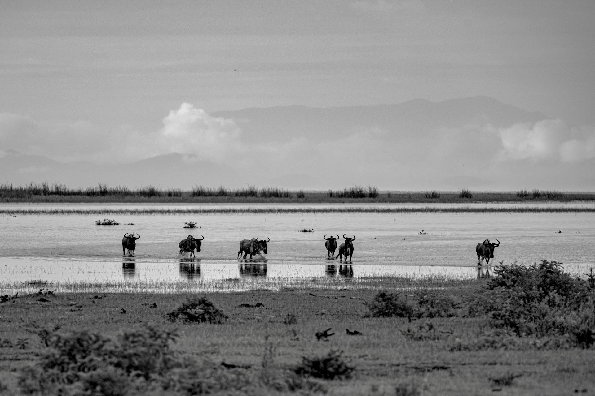 Black and white image of African buffalos in a Tanzanian wetland, showcasing wildlife in their natural habitat.