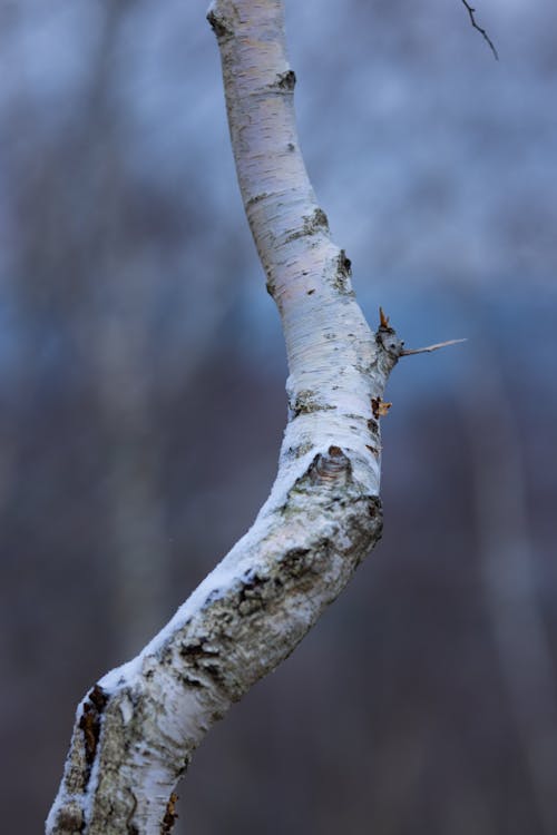 Selective Focus Photo of a Birch Branch