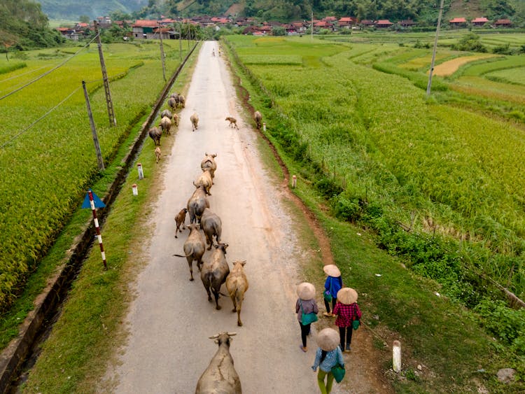 People Herding Cows