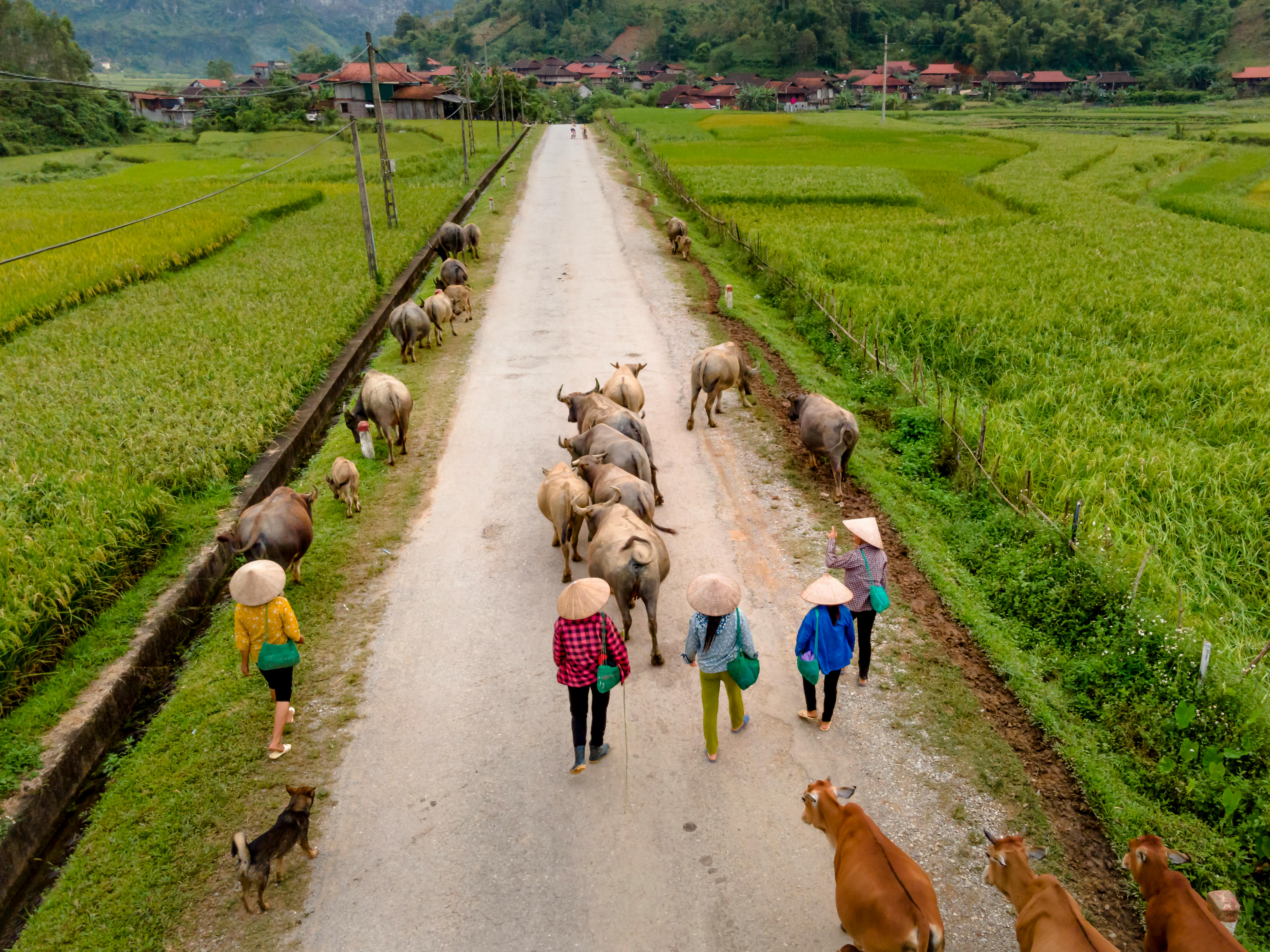 Animal health company is now human-animal bond certified — Photo by Quang Nguyen Vinh on Pexels