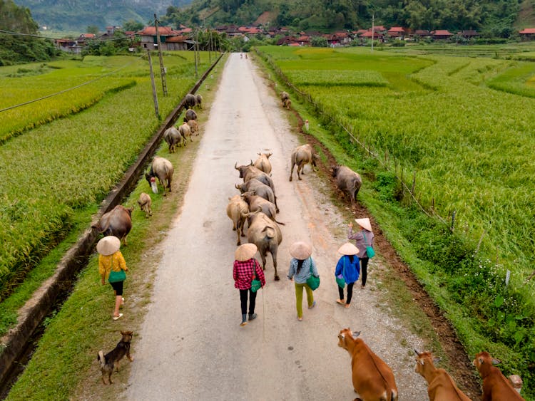 Group Of People Herding Cows