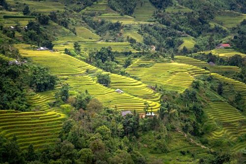 Aerial View of Hills with Rice Paddies