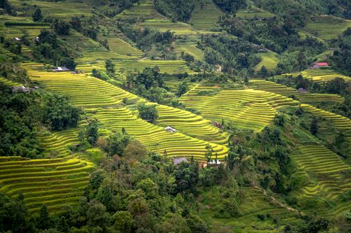 Free Stunning aerial view of lush rice terraces shaping the rural landscape, showcasing agriculture beauty. Stock Photo