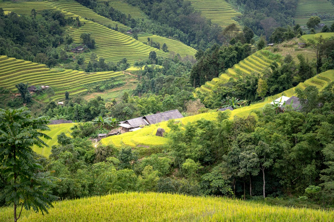 Aerial Photography of a Paddy Field